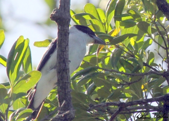 Anambé-branco-de-bochecha-parda em Araquari - SC