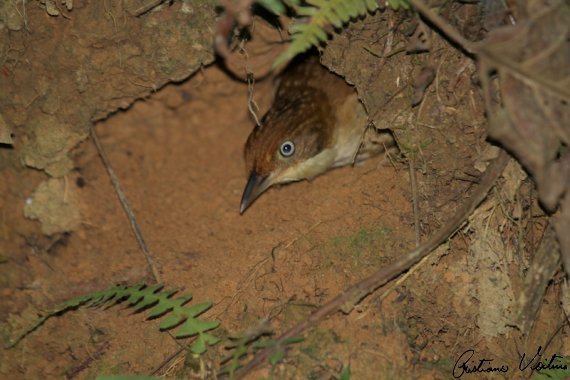 Barranqueiro-de-olho-branco em Brusque - SC