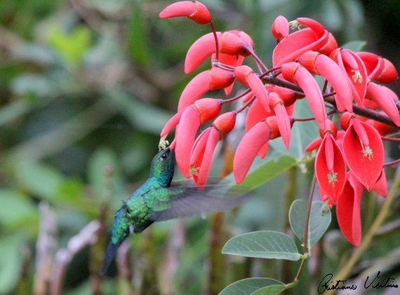 Beija-flor-besourinho-de-bico-vermelho em Laguna - SC