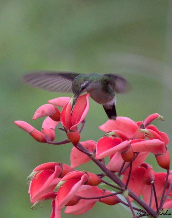 Beija-flor-besourinho-de-bico-vermelho em Balneario Arroio do Silva - SC