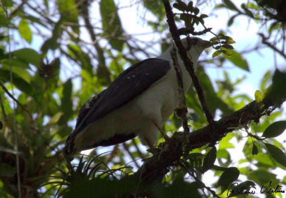 Gavião-pombo-grande em Brusque - SC