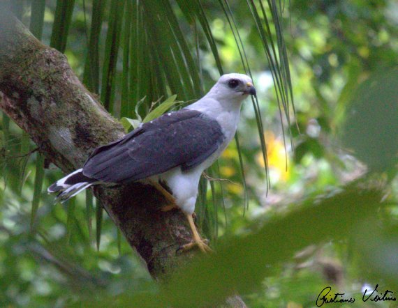 Gavião-pombo-pequeno em Joinville - SC