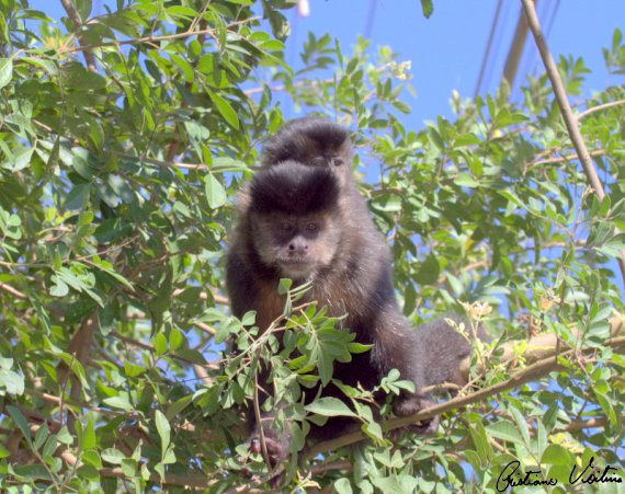Macaco-prego em Sao Francisco do Sul - SC