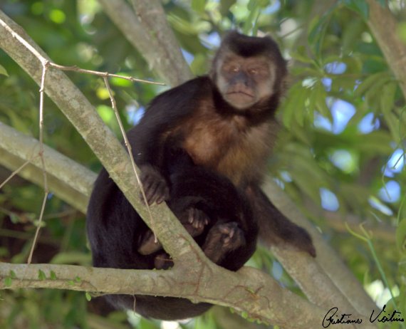 Macaco-prego em Sao Francisco do Sul - SC