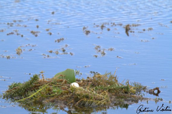 Mergulhão-de-orelha-branca em Jaguaruna - SC