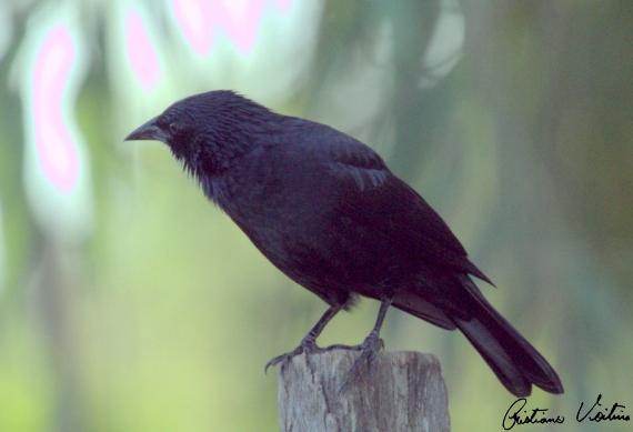 Pássaro-preto em Curitibanos - SC