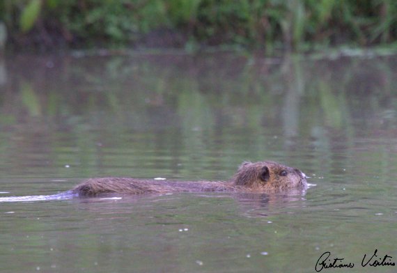Ratão-do-banhado em Agua Doce - SC