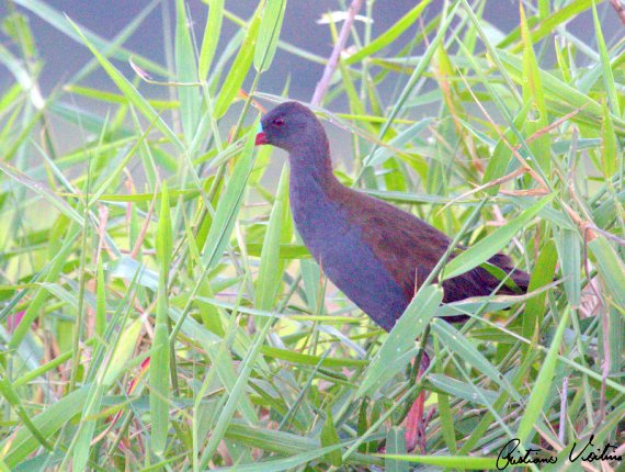 Saracura-do-banhado em Jaguaruna - SC