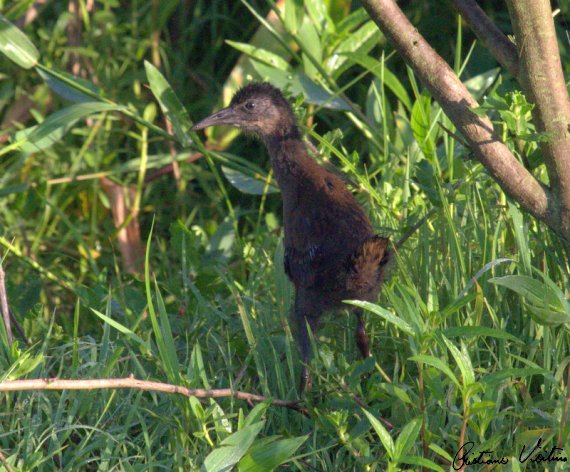 Saracura-do-banhado em Jaguaruna - SC