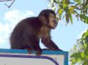 Macaco-prego - Cristiano Voitina